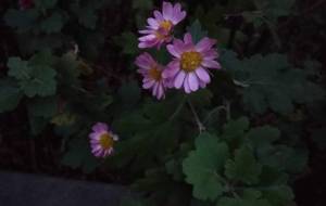 いじらしい花 - ぴぴ