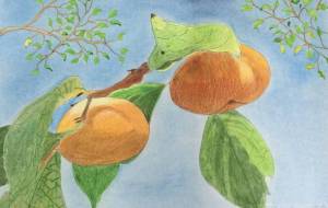 青空の柿 - 赤﨑ゆみ子