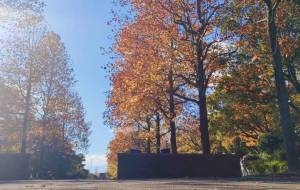 紅葉 2024.12.8 - トイロ