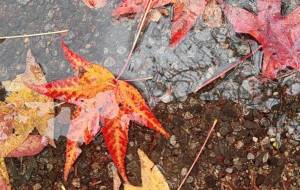 大きい紅葉。 - naomi