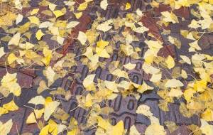 いちょうのはっぱ! - naomi