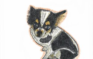 チョコフォ - H.164