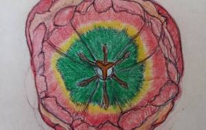 チューリップ(真上から) - 藤本しのぶ