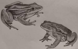 カエル - 伊藤恵美里