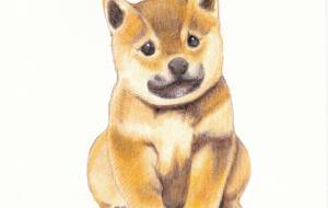 柴子犬 - Atelier gen