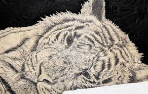 猫のようなトラ - 山田貴裕