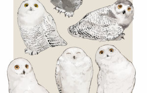 うちの子 - いももち