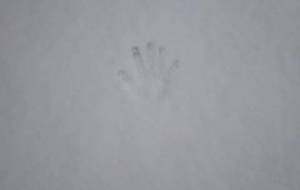 雪に僕の跡、愛してるよ - 真鍋哲地