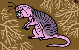 ハダカデバネズミ - シマハイエナ