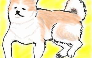 まったり秋田犬(赤毛) - 華凪