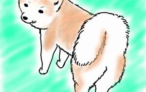 見返り秋田犬(赤毛) - 華凪