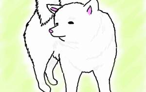 自宅警備秋田犬(白毛) - 華凪