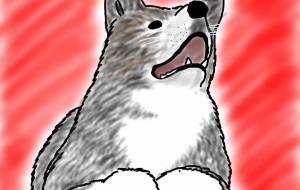 スフィンクス秋田犬(虎毛) - 華凪