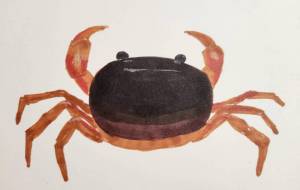 サワガニ - Koma☆chi