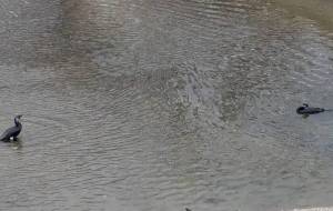 冬の鳥の大三角形 - 宇宙くらげ