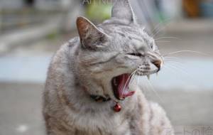 咆哮の猫 - さくら