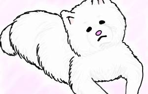 きょとん?もふもふ秋田犬(白毛) - 華凪