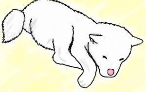 くるまり寝秋田犬(白毛) - 華凪