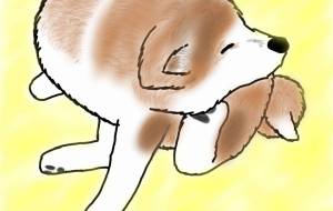 かいかい秋田犬(赤毛) - 華凪