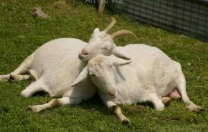 仲がよろしいようで…! - しゅうたん