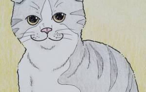 スコティッシュフォールド - Shino-B(シノビー)