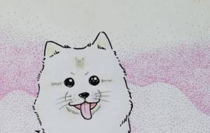 ポメラニアン - Shino-B(シノビー)