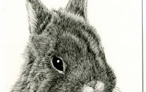 ぴーちゃん - 山田貴裕