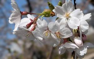 桜の季節が来た - 宇宙くらげ