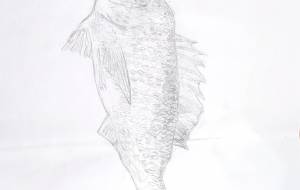 クロダイ - 赤川凌我