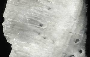 デカルコマニー - 【イベント】可能性アートプロジェクト 2026