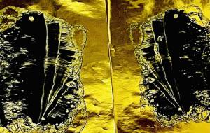 デカルコマニー - 【イベント】可能性アートプロジェクト 2026 