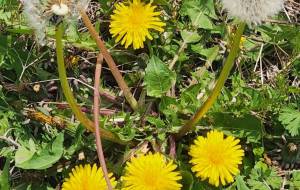 たんぽぽの季節。 - naomi 