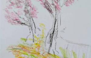 桜 - KAZUO