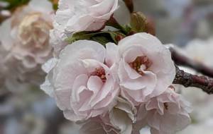 桜の仲間なのかな? - 宇宙くらげ