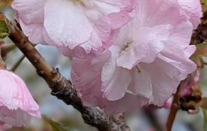 八重桜？？？ - 宇宙くらげ 