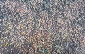 さくら - 久保田 俊