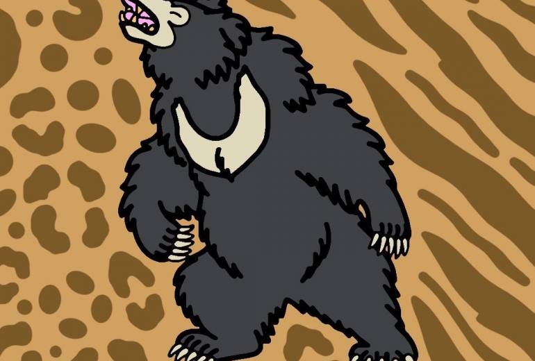 インドナマケグマ