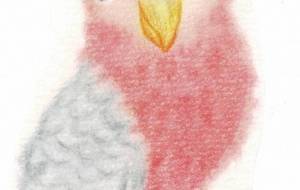 オーストラリアにいる鳥さん。 - naomi