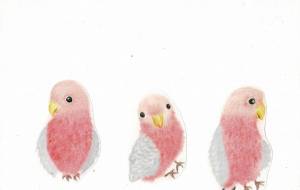 オーストラリアにいる鳥さん。スリーショット - naomi