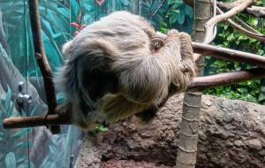 オーノー - あおい