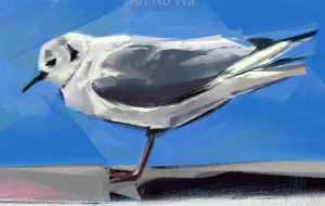 三月のズクロカモメ - 水平器