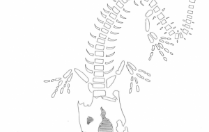 トカゲの骨 - issei 