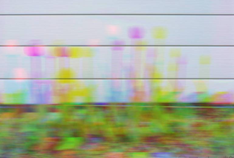 虹色のチューリップ