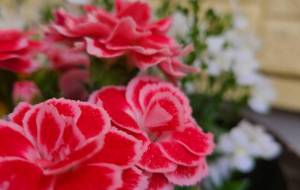 だんだん畑 - 林田きよし