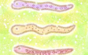 にょろにょろへび - まかろんちゃん