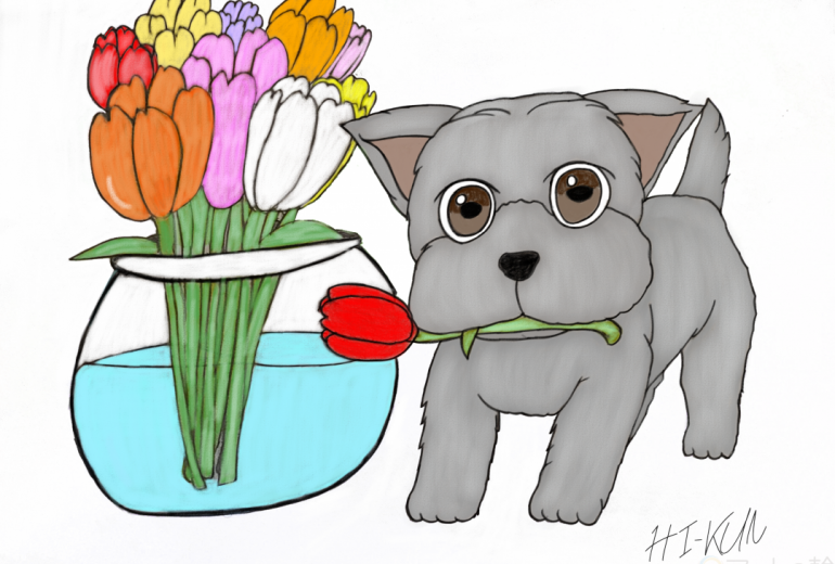 チューリップとシュナウザー