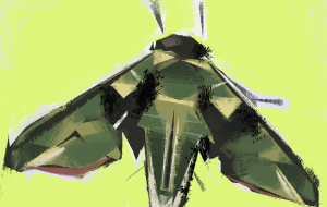 ウンモンスズメ - 水平器