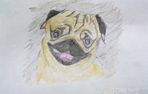 パグ犬 - Hiro 