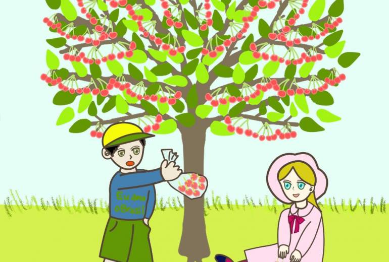 さくらんぼ狩り
