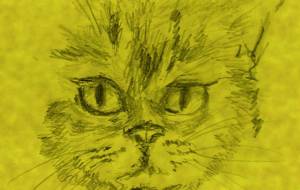 ネコは泣かない - ナノ